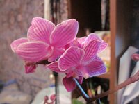 Изображение 32084.jpg