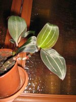 драгоценная орхидея.jpg