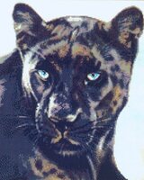JW-001 Black Leopard.jpg