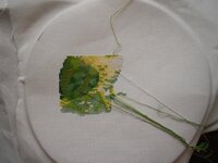 отшив жабки.jpg