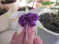 Изображение 1136.jpg