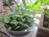 Изображение 31435.jpg