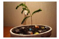 цветок вечером.jpg