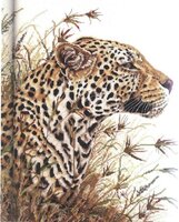 567800-01065 Leopard Safarii.jpg