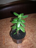 25 Денежное дерево.jpg