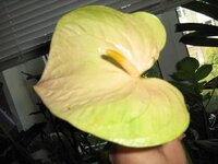 марасол А А.jpg