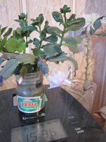 Изображение 2047.jpg