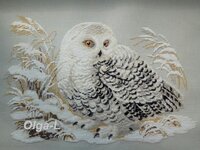 белая сова=.jpg
