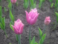 Изображение 31579.jpg