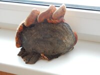 2016-01-14 13-55-36.jpg