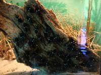 опасные жуки, поедая всё на своём пути.jpg