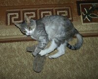 Со стелькой.jpg