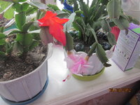 Изображение 32745.jpg