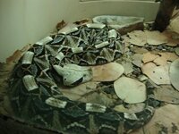 габонская гадюка.jpg