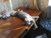 январь 10г..jpg