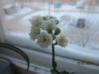 Изображение 32546.jpg