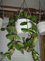 хойя  триколор.jpg