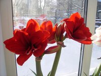 ДАБЛ ДРАГОН (DOUBLE DRAGON).jpg