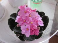 Изображение 31195.jpg