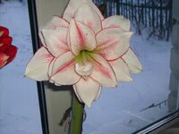 ЭЛВАС (ELVAS).jpg