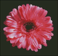 гербера ярко розовая 40 цв.jpg