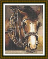 AN 205 Horse Head with Fly.jpg