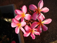 800px-Plumeria_pink.jpg