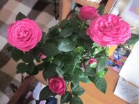 Изображение 1443.jpg