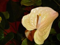 МАРАСОЛ А, А,.jpg