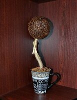 кофейное дерево .jpg