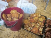 Изображение 33275.jpg