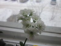 Изображение 32780.jpg