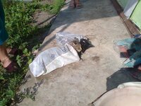 Купание 02.08.12 (7).jpg