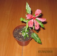 Гибискус пестролистный.jpg