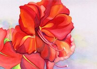 amaryllis at dawn.JPG