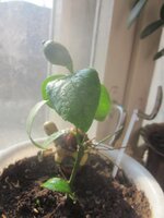 Изображение 575.jpg