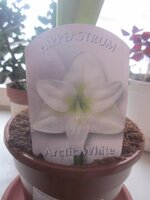 Изображение 195.jpg