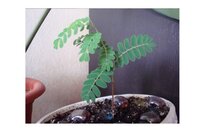 цветок днём.jpg