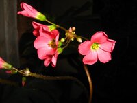 Кислица Айрон Кросс.jpg