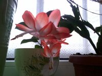 2016-11-19 11.04.05.jpg