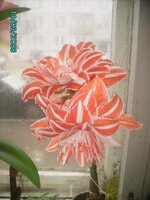 ДЭНСИНГ КУИН (DANCING QUEEN).jpg