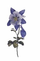 SILVER LINING COLUMBINE.jpg