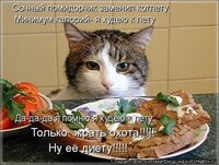 Худеющий кот.jpg