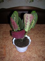 31 Моранта.jpg