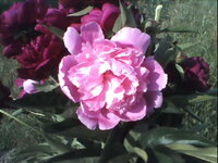 фото и картинки из телефона ззлдхлх 031.jpg