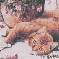 ищу chat roux.jpg