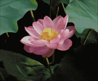 ЛОТОС моя схема.jpg