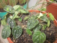 Изображение 31430.jpg