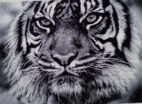 отшив Тигр Химера.jpg