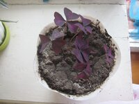 Изображение 1178.jpg